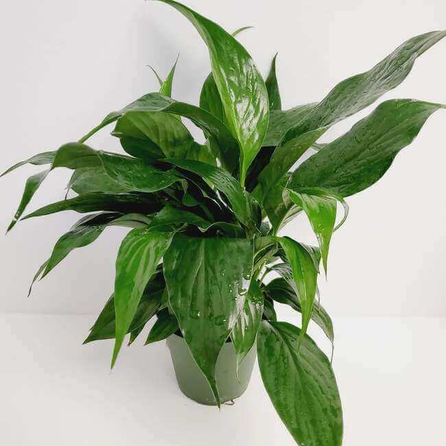 Peace Lily Plant.