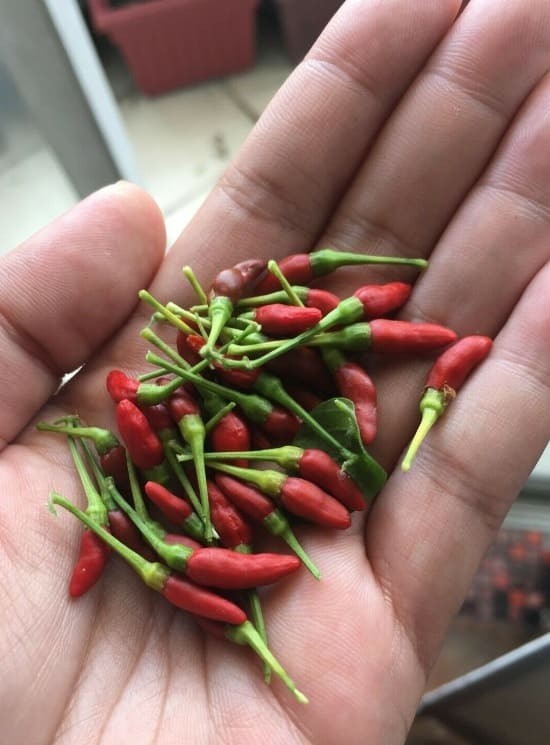 Birds eye pepper.