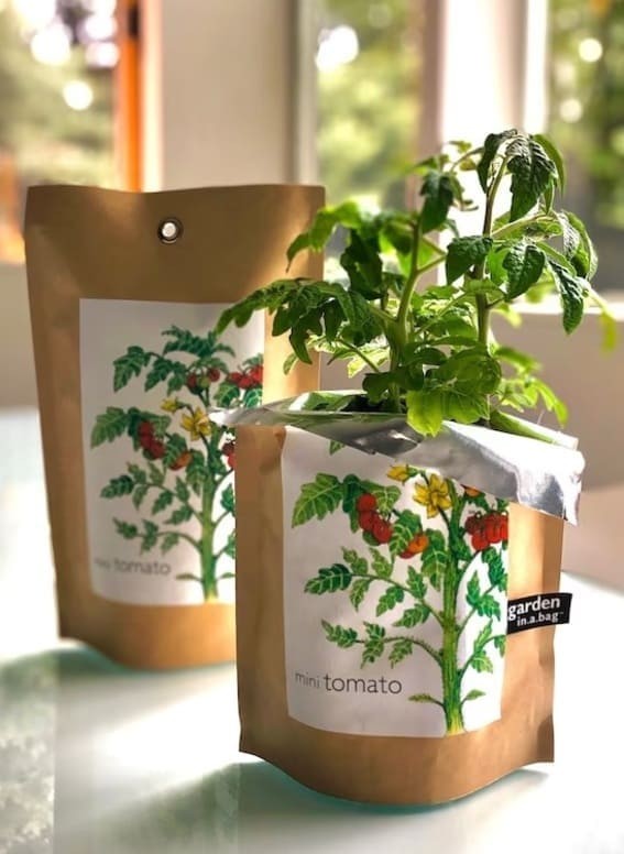 16 Common Tomato Plant Problems & How To Fix Them