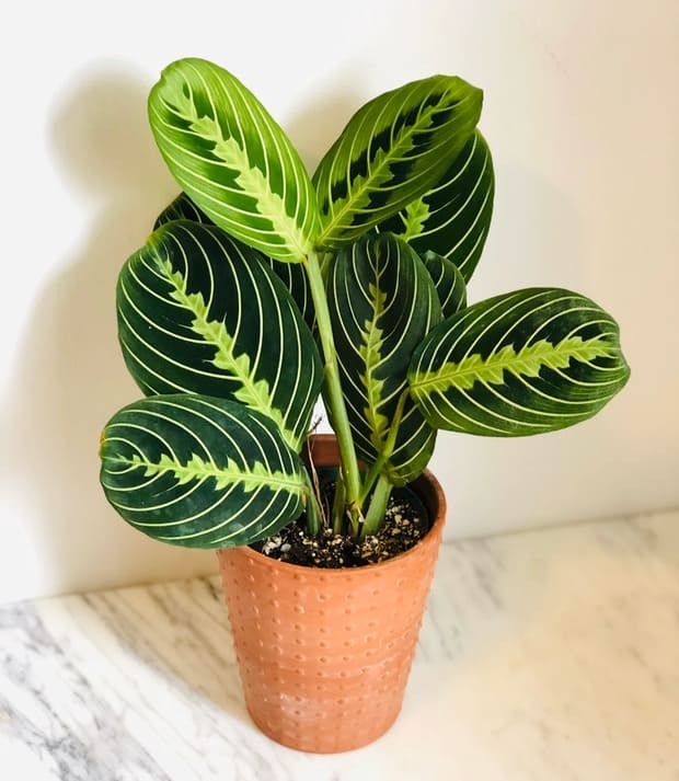 Lemon Lime Prayer Plant.