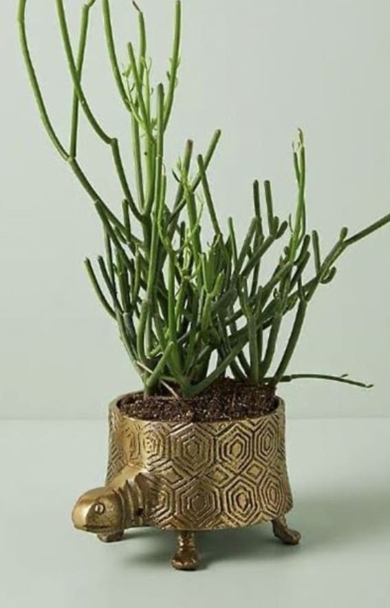 Exotic Flair: Turtle Planter