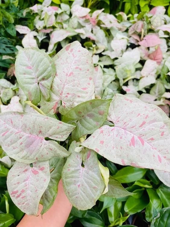 Syngonium Milk Confetti plant.