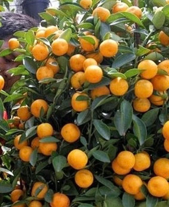 Nagami Kumquat (Citrus japonica ‘Nagami’)