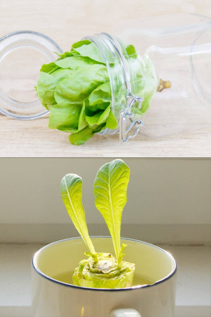 How to regrow Romaine Lettuce, Bok Choy, and Cabbage.