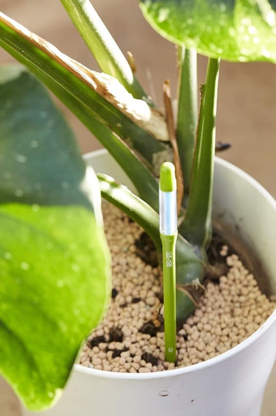 Flourish Finder: Handy moisture meter for plants