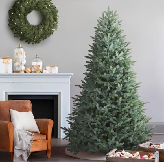 Stately 6-foot European Silver Fir Majesty