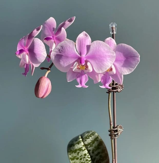 Phalaenopsis orchid.