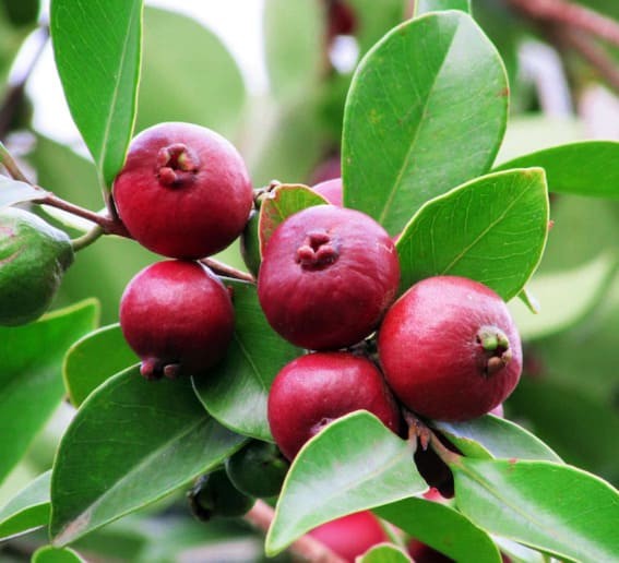 Strawberry Guava (Psidium littorale)