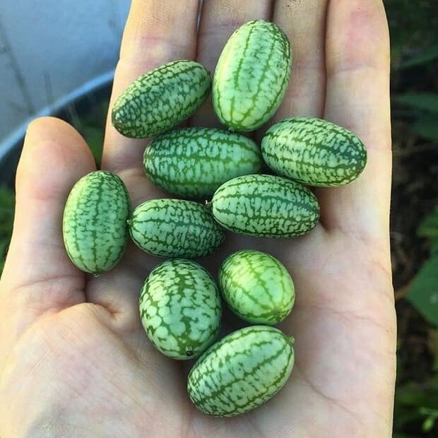 Mini Munch cucumber.