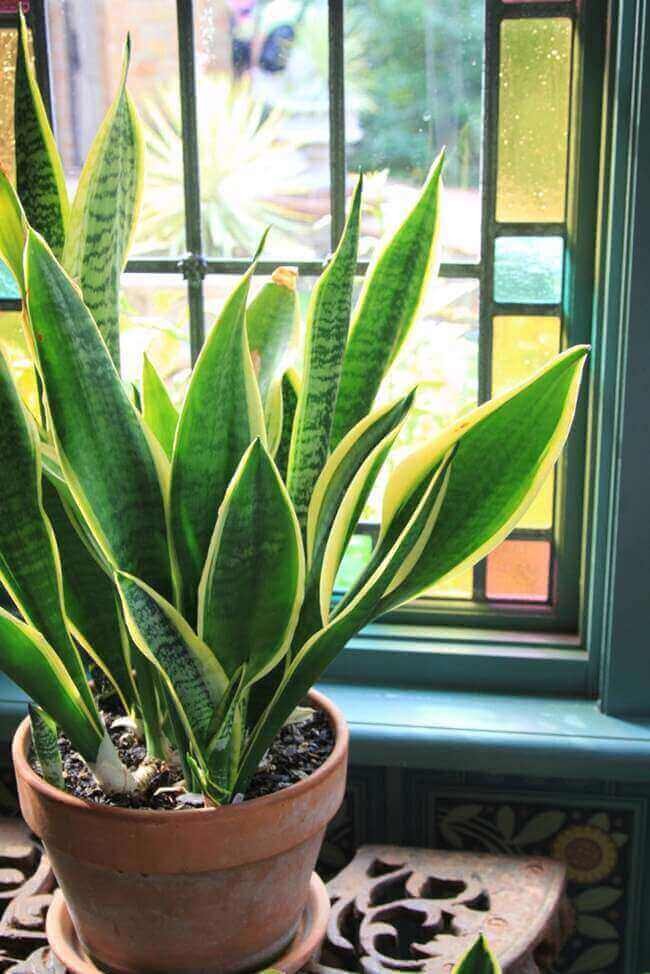 Snake Plant:  Best plant for air purification.