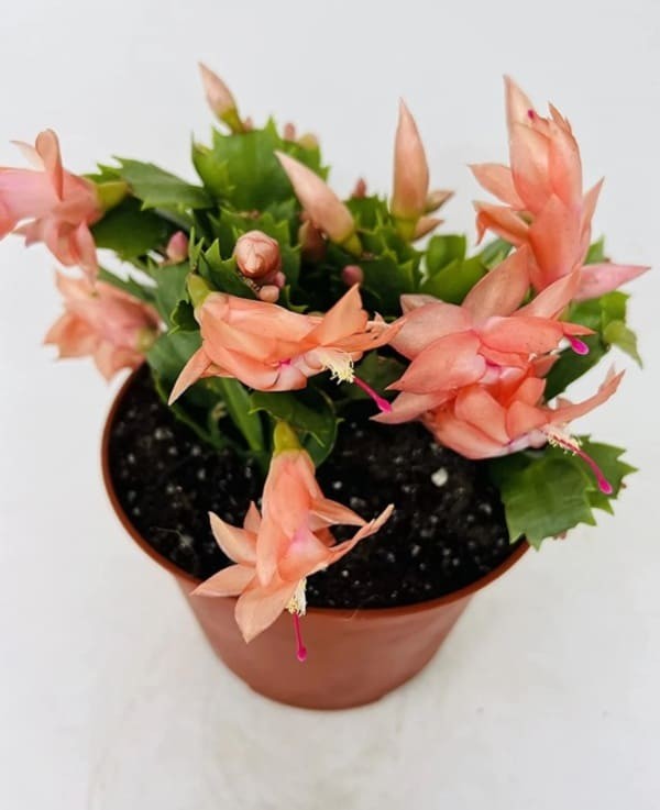 Christmas Cactus.