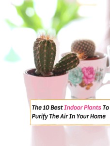 8 Lucky Indoor Plants You Need (According to Feng Shui)