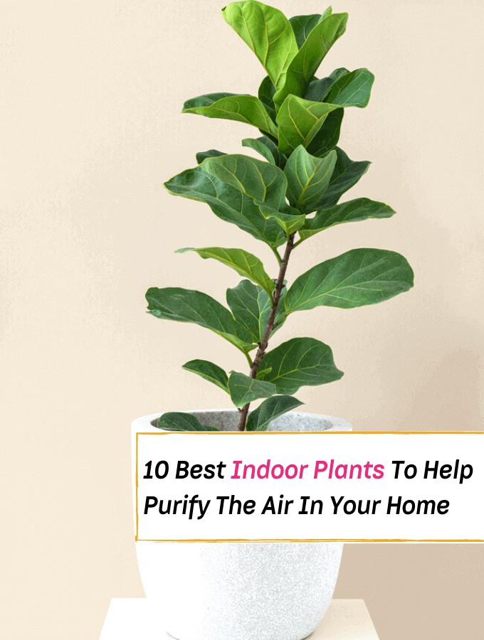 10 Best Indoor Plants Thatll Help Purify The Air In Your Home