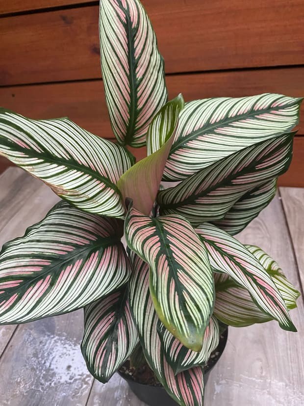 Calathea Majestica White Star.