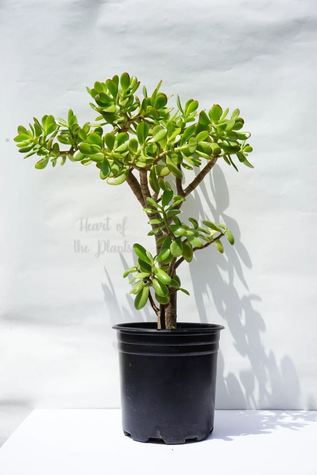 Jade Tree Plant.