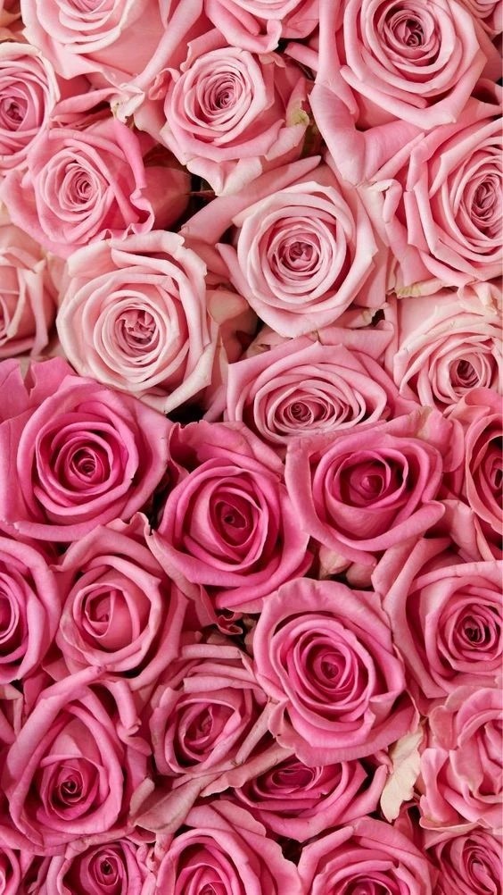 Pastel Pink roses