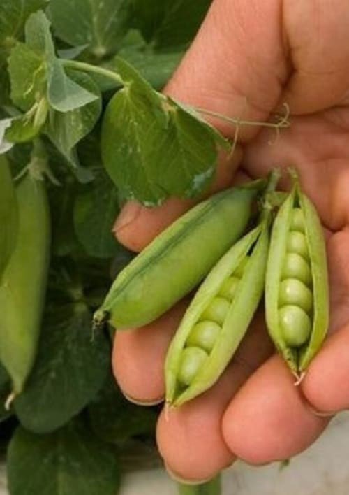 Tom Thumb peas.