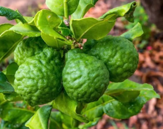 Kaffir Lime (Citrus hystrix)