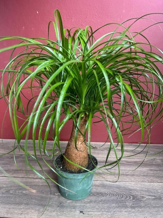 Ponytail Palm (Beaucarnea recurvata).