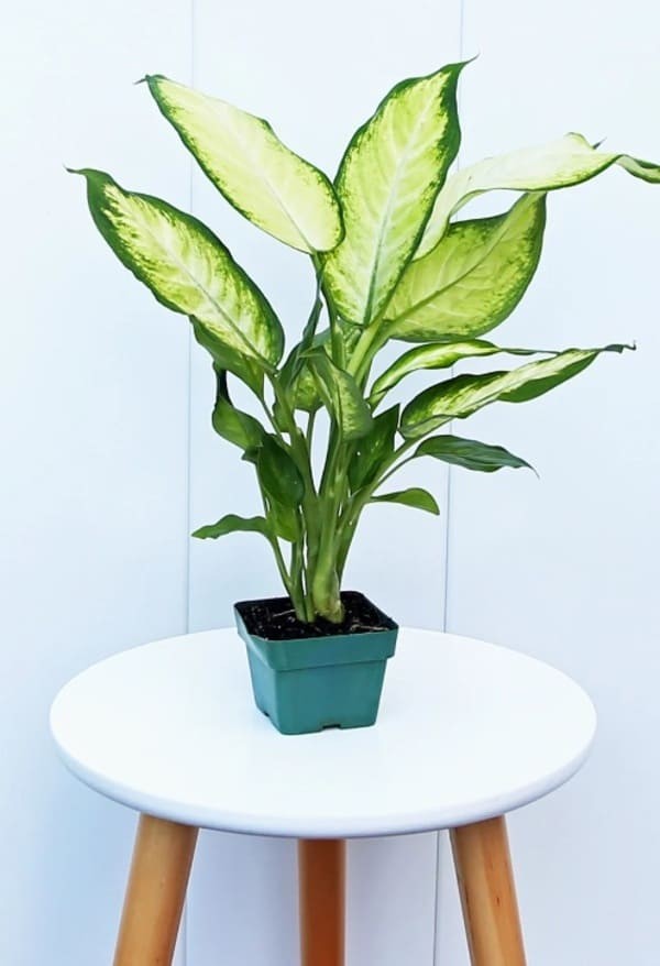 Dieffenbachia.