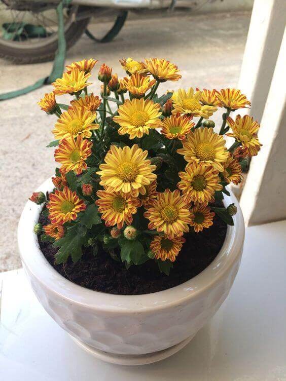 Chrysanthemum Plant.