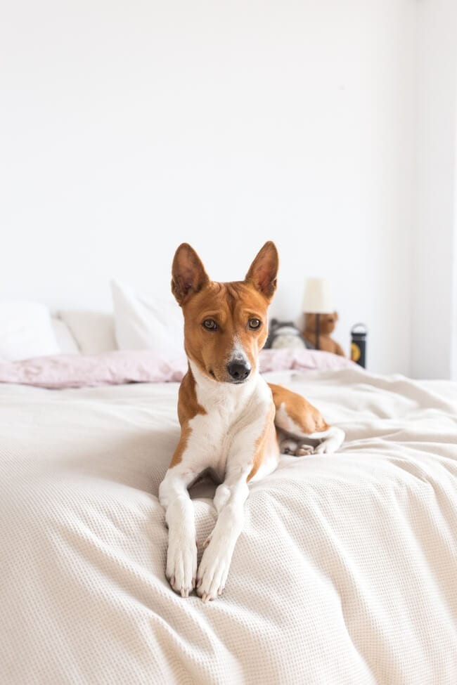 14 Pet-Friendly Apartment Ideas Your Pet Will Love