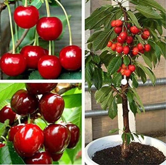 Compact Bing Cherry Plant