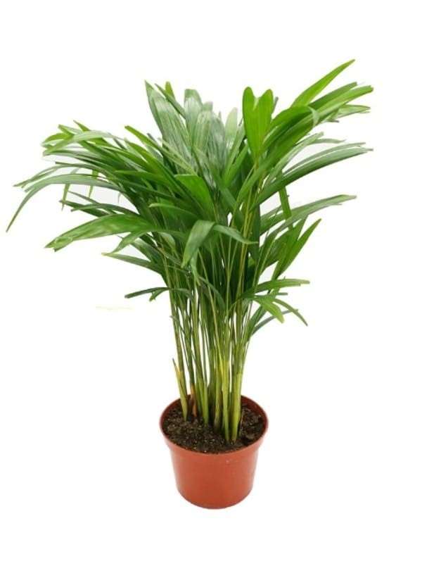 Areca Palm.