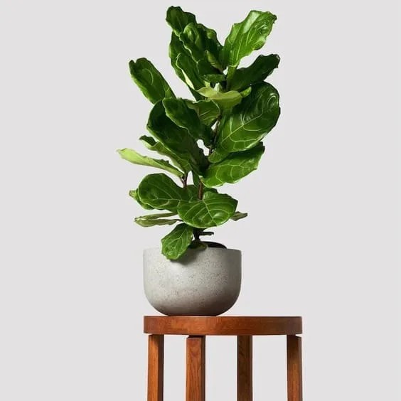 Fiddle Leaf Fig.