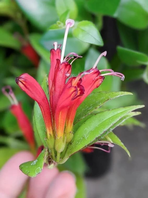 Lipstick Plant (Aeschynanthus radicans).