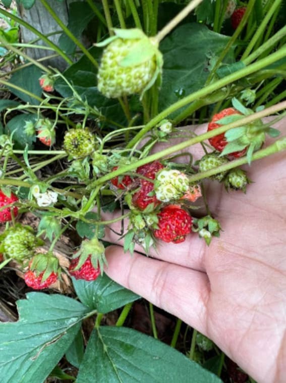 Alpine Strawberries (Fragaria vesca)