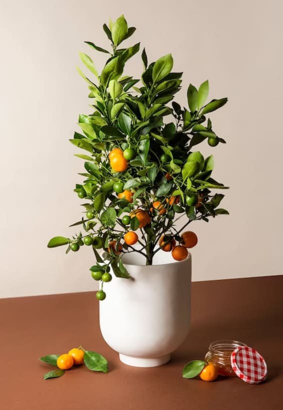 Calamondin Orange (Citrus microcarpa)