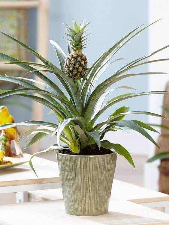 Pineapple Plant.