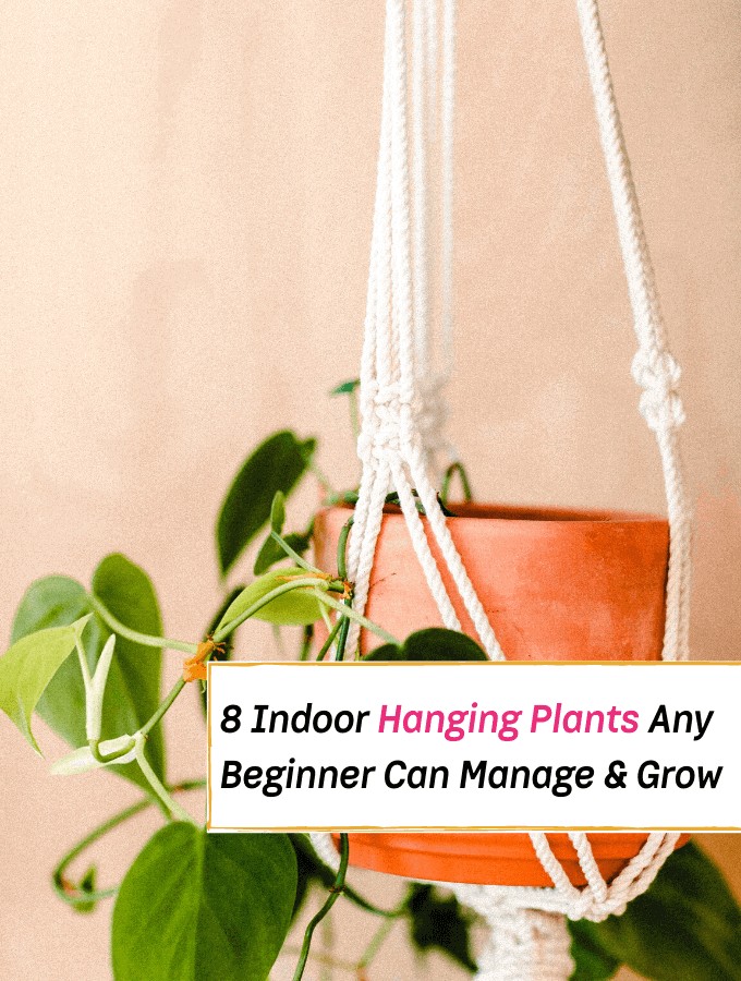 8 Indoor Hanging Plants Any Beginner Can Easily Manage