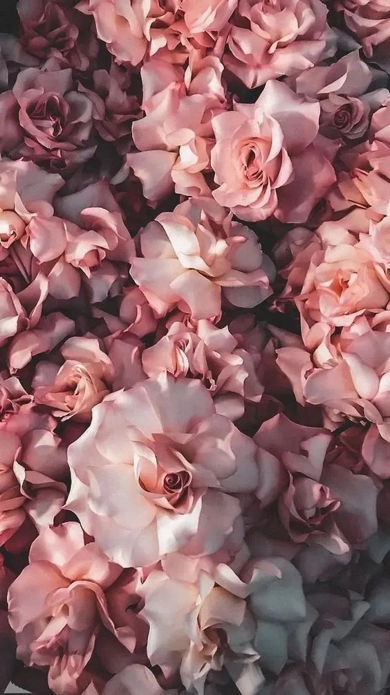 Bed of soft pink roses