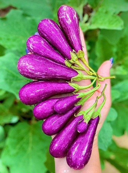 Fairy Tale’s eggplant.