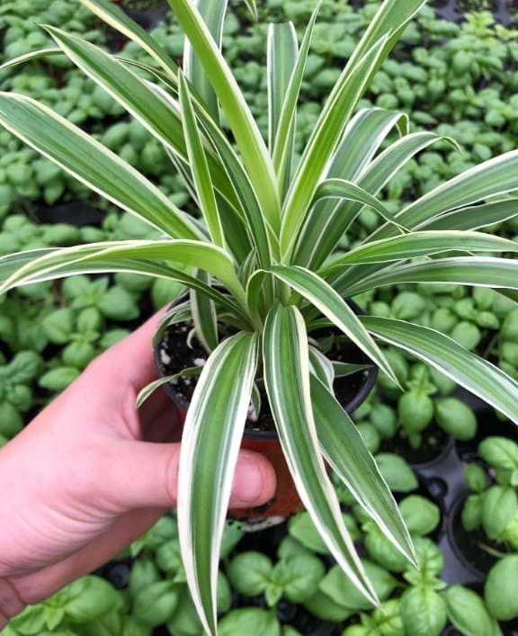 Spider Plant.