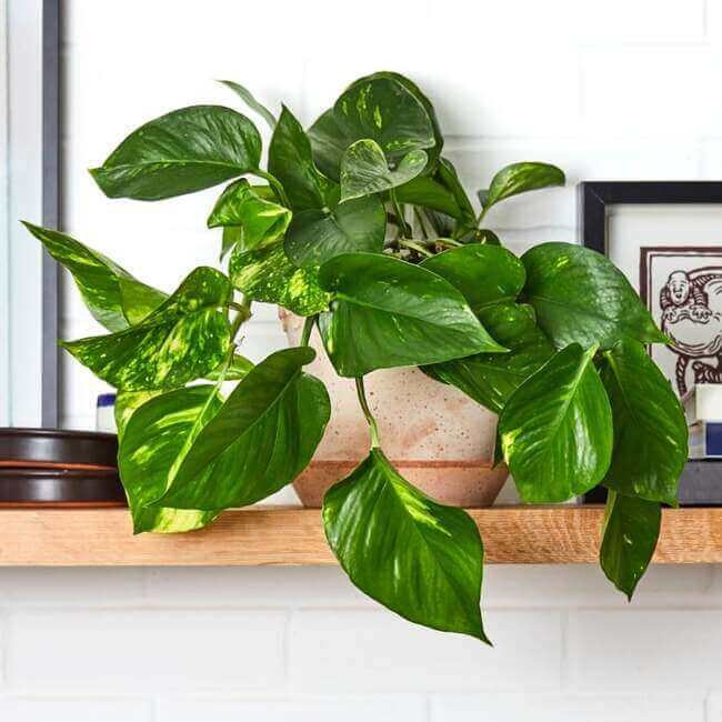 Pothos Plant.