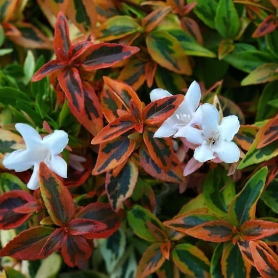 Hybrid Abelia