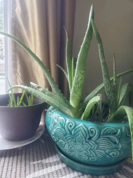 Aloe Vera.