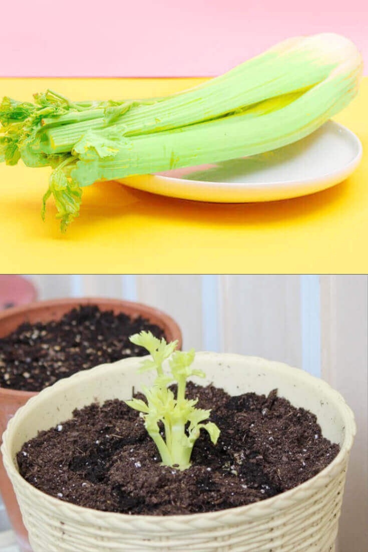 How to regrow Celery on the kitchen window sill.