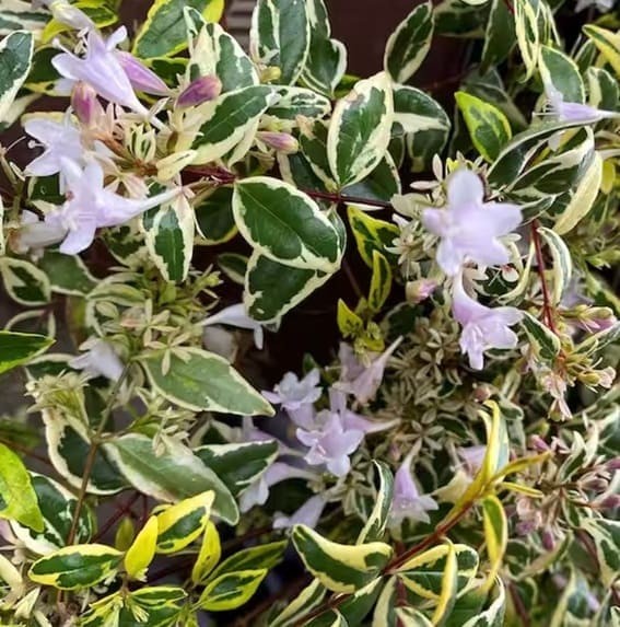 Glossy Abelia