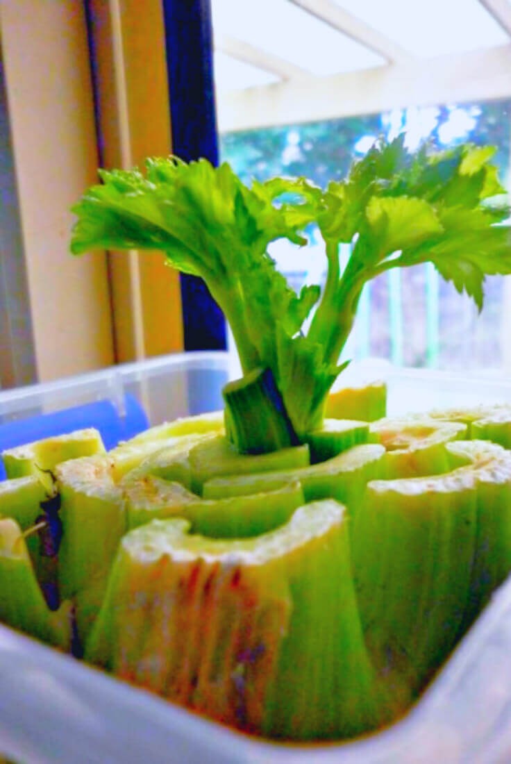 How to regrow celery: