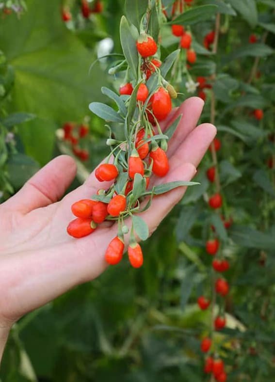 Goji Berry (Lycium barbarum)