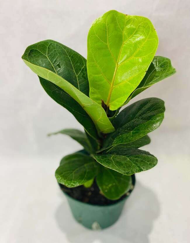 Fiddle Leaf Fig Plant.