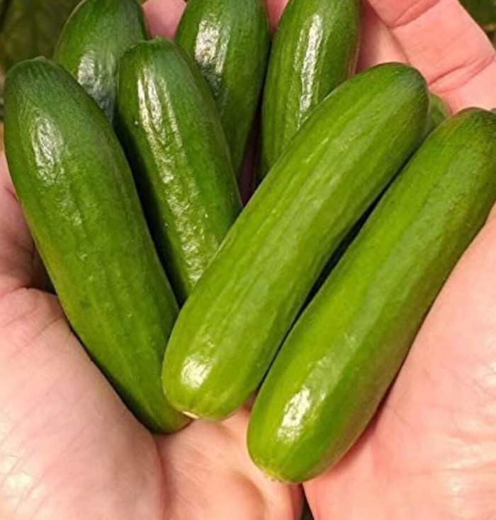 Green finger cucumbers.