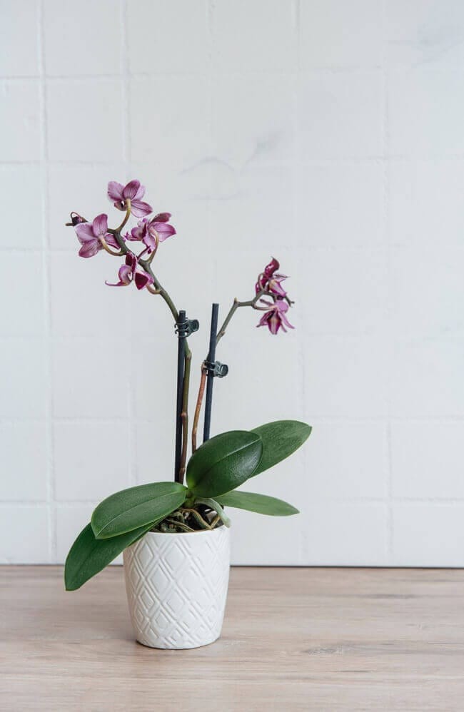 Houseplants For The Bathroom: 14 Varieties Thatll Love The Humidity