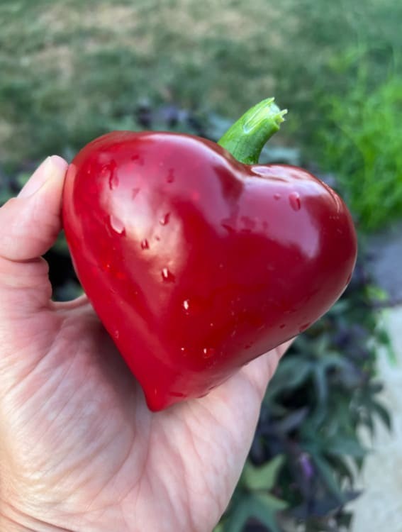 Bell Peppers