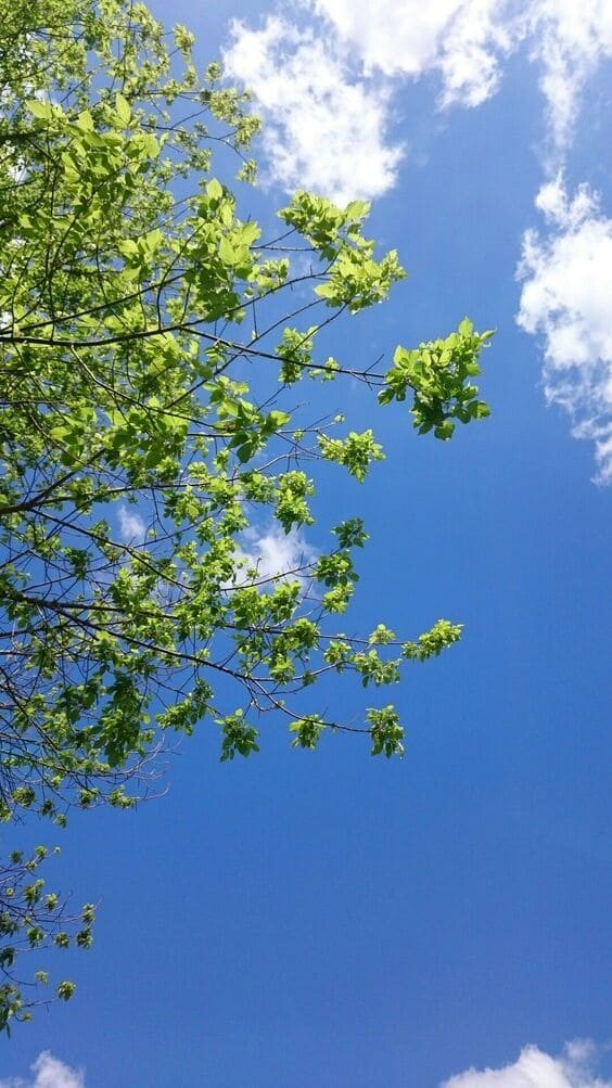 Summer clouds.