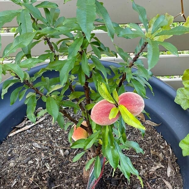 dwarf peach trees.